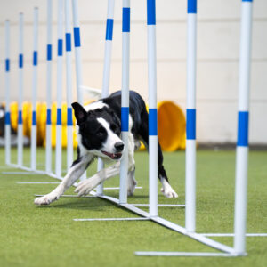 Agility: Pujottelun tehotreeni to 7.11. klo 17-18